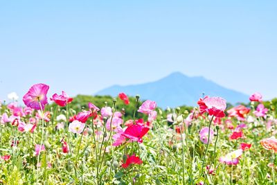 Close-up of pink cosmos flowers blooming on field against sky