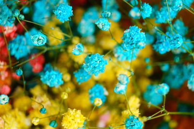 Close-up of blue flowering plant