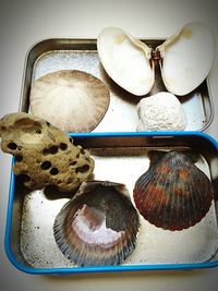 View of an animal in container