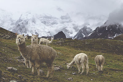 Alpacas grazing on field against mountains during winter