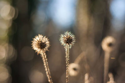 Close-up of flowers against blurred background