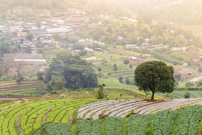 High angle view of agricultural field