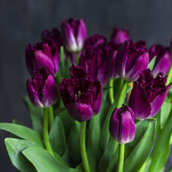 Purple terry tulips with water drops on dark background, back light