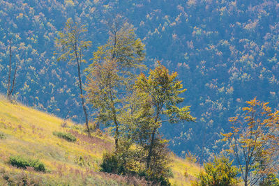 Trees in forest during autumn