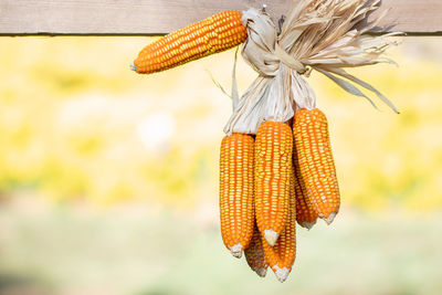 Close-up of corn hanging from plant