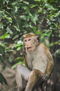 Lion sitting on tree