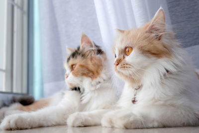 2 persian cats lying in the room and looking something