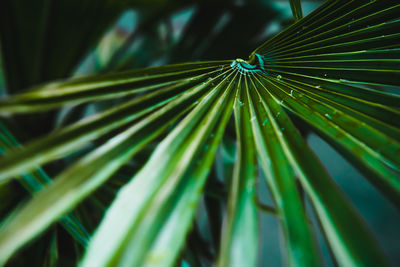 Closeup tropical leaves nature and dark tone background concept. 