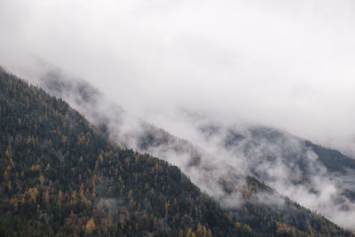 Pine trees in forest during winter