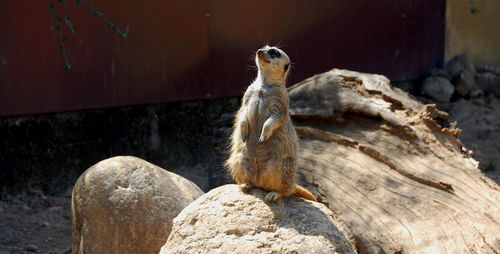 Close-up of lizard on rock