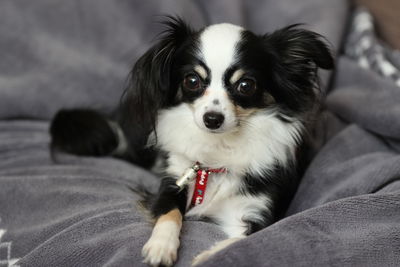 Portrait of dog relaxing on sofa