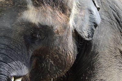 Close-up of elephant