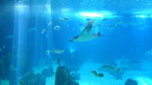 Fish swimming in aquarium