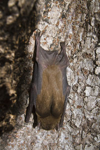 Close-up of lizard on tree trunk