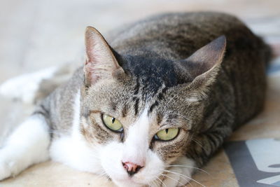 Close-up portrait of a cat resting