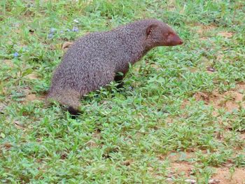 Lizard on grass