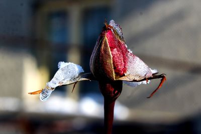 Close-up of red flower