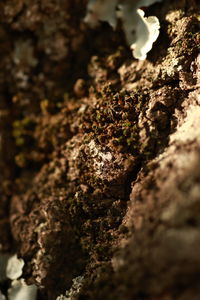 Close-up of moss