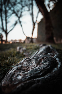 Close-up of tree trunk