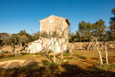 Sunny olive grove and house in winter