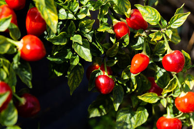 Close-up of cherries on plant