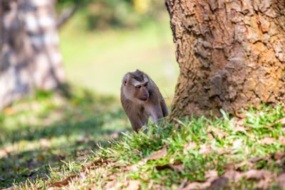 Close-up of squirrel on field