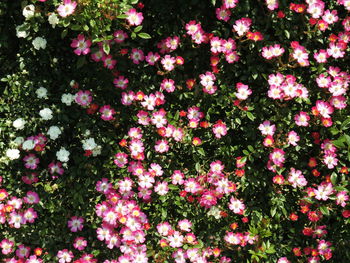 Colorful flowers in bloom