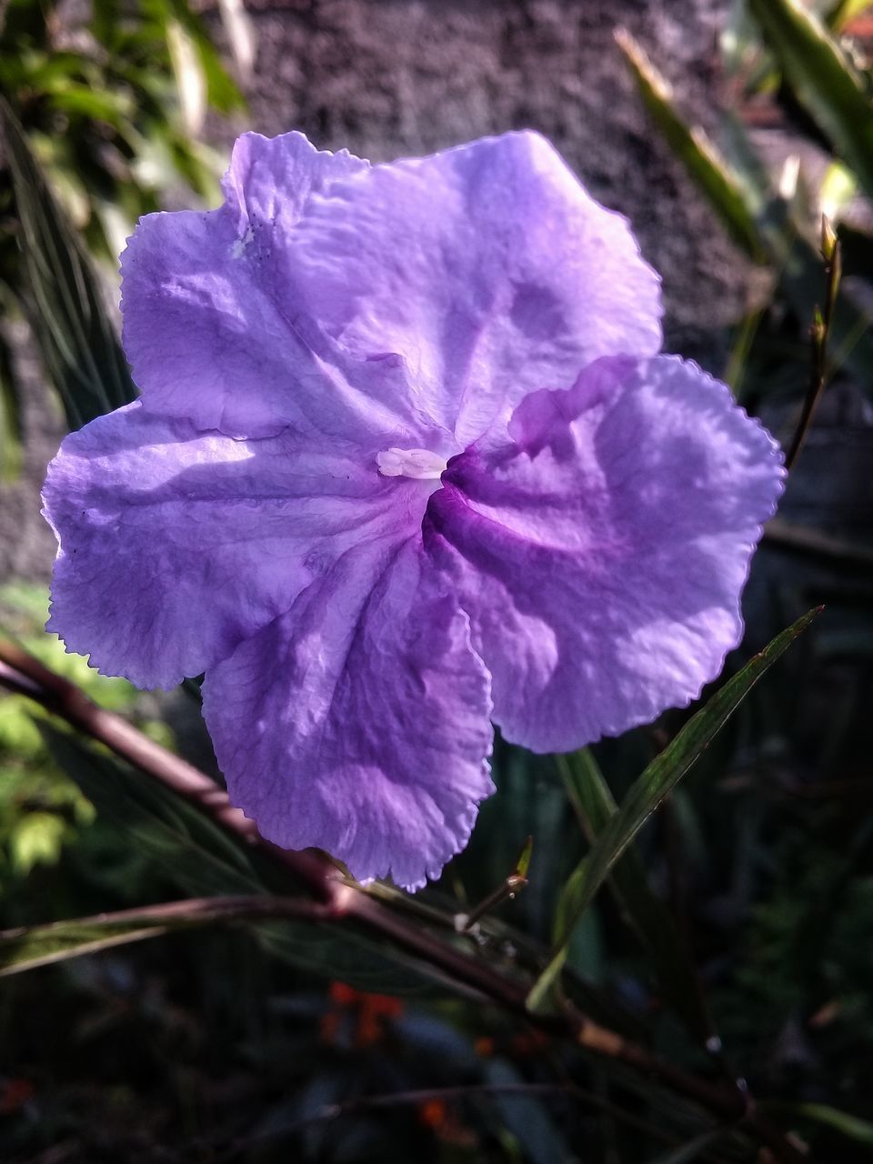 CLOSE-UP OF PURPLE FLOWERING PLANTS