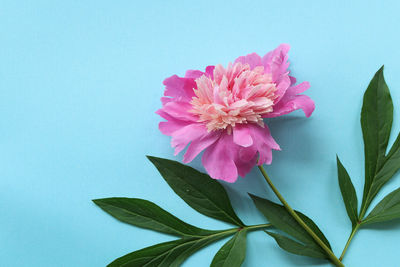 Close-up of pink flower on blue background