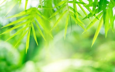 Close-up of fresh green leaves