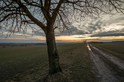 Single tree by road against sky