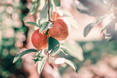 Beautiful ripe red apples on branches in orchard garden. organic sweet fruits hanging on apple trees 