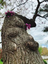 Close-up of cherry blossoms on tree trunk