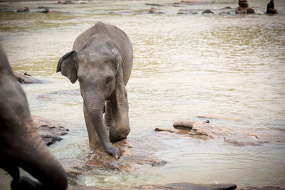 Elephant in water