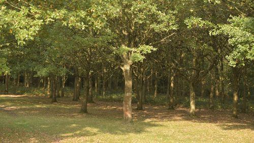 View of trees on landscape