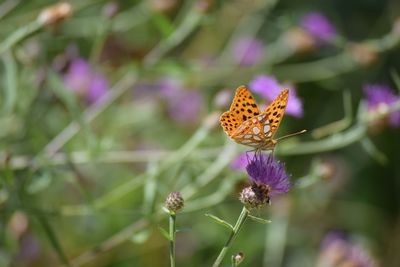 Close-up of butterfly on lavender