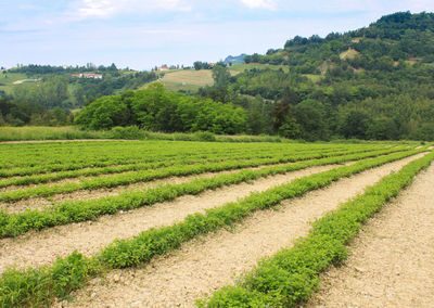 Landscape of fields used for cultivation in the piedmont area in italy