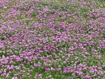 Close-up of flowers growing in field