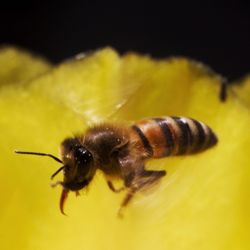 Macro shot of insect on yellow flower