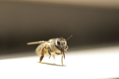 Close-up of insect