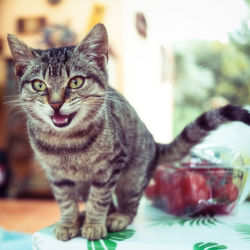 Close-up portrait of tabby cat on table