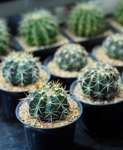 High angle view of potted plants