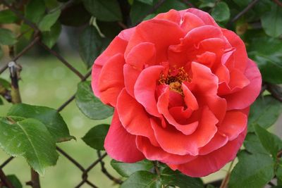 Close-up of red rose