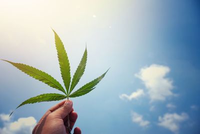 Person holding plant against sky