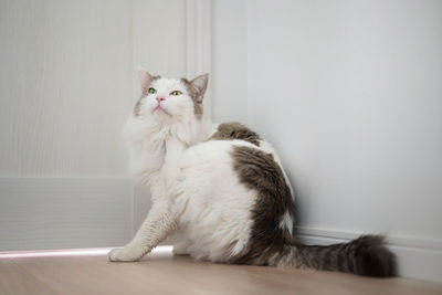 Portrait of cat sitting on wall at home