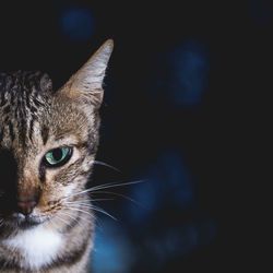 Close-up of cat against black background