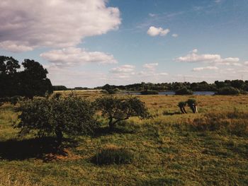 Scenic view of agricultural field against sky