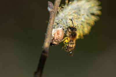 Close-up of spider