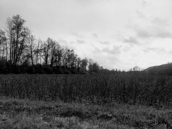 Scenic view of field against sky