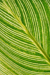 Full frame shot of palm tree leaves